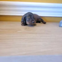 Longhair 1, a male Miniature Dachshund for sale in Walnut Grove, MS – Photo 3 of 7