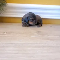 Longhair 1, a male Miniature Dachshund for sale in Walnut Grove, MS – Photo 6 of 7