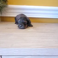 Longhair 1, a male Miniature Dachshund for sale in Walnut Grove, MS – Photo 4 of 7