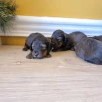 Longhair 1, a male Miniature Dachshund for sale in Walnut Grove, MS – Photo 1 of 7