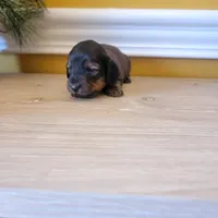 Longhair 1, a male Miniature Dachshund for sale in Walnut Grove, MS – Photo 7 of 7