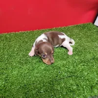 Chocolate and white female , a female Miniature Dachshund for sale in Walnut Grove, MS – 2 of 10