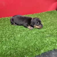 Black-and-tan female , a female Miniature Dachshund for sale in Walnut Grove, MS – 6 of 8