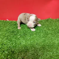 Dapple Female , a female Boston Terrier for sale in Walnut Grove, MS – Photo 8 of 8