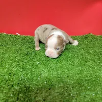 Dapple Female , a female Boston Terrier for sale in Walnut Grove, MS – Photo 1 of 8