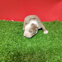 Dapple Female , a female Boston Terrier for sale in Walnut Grove, MS – Photo 7 of 8