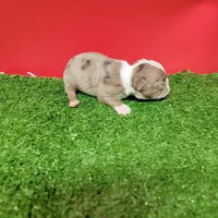 Dapple Female , a female Boston Terrier for sale in Walnut Grove, MS – Photo 4 of 8