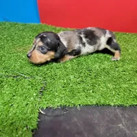 Silver dapple female 1, a female Miniature Dachshund for sale in Walnut Grove, MS – 3 of 7