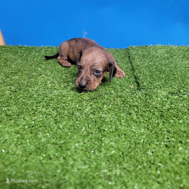 Brown male 1 – Miniature Dachshund puppy for sale in Walnut Grove, MS