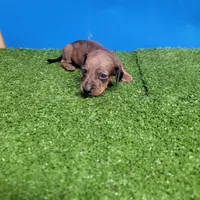 Brown male 1, a male Miniature Dachshund for sale in Walnut Grove, MS – 7 of 7