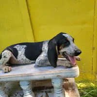 Male 1, a male Bluetick Coonhound for sale in Walnut Grove, MS – 4 of 7