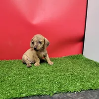 Tan female , a female Miniature Dachshund for sale in Walnut Grove, MS – 7 of 9