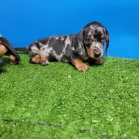 Silver Dapple male 1, a male Miniature Dachshund for sale in Walnut Grove, MS – 4 of 7