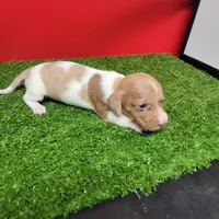 White and tan female , a male Miniature Dachshund for sale in Walnut Grove, MS – 8 of 9