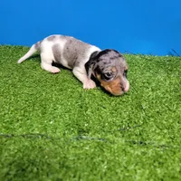 Silver dapple and white male , a male Miniature Dachshund for sale in Walnut Grove, MS – 6 of 9