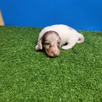 Longhair male , a male Miniature Dachshund for sale in Walnut Grove, MS – 9 of 10