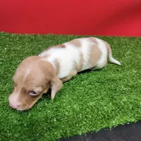 White and tan female , a male Miniature Dachshund for sale in Walnut Grove, MS – 9 of 9
