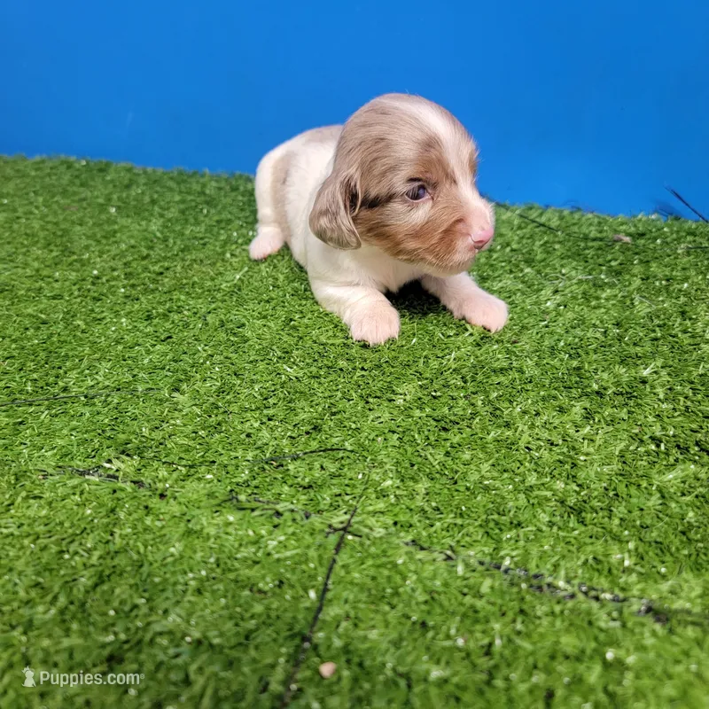 Longhair female  – Miniature Dachshund puppy for sale in Walnut Grove, MS