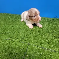Longhair female , a female Miniature Dachshund for sale in Walnut Grove, MS – 1 of 10