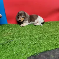 Chocolate and white male 1, a male Miniature Dachshund for sale in Walnut Grove, MS – 5 of 7
