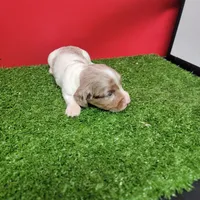 Longhair female , a female Miniature Dachshund for sale in Walnut Grove, MS – 7 of 10