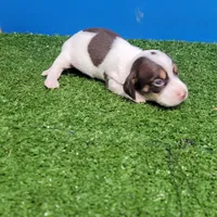 Chocolate and white male , a male Miniature Dachshund for sale in Walnut Grove, MS – 8 of 10