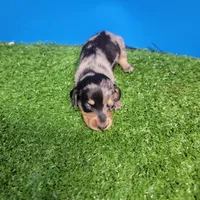 Silver Dapple female 2, a female Miniature Dachshund for sale in Walnut Grove, MS – 5 of 7