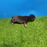 Black and tan male 2, a male Miniature Dachshund for sale in Walnut Grove, MS – 7 of 8