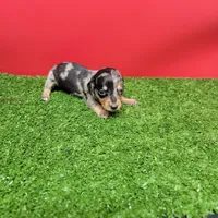 Silver Dapple female 2, a female Miniature Dachshund for sale in Walnut Grove, MS – 3 of 7
