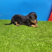 Black-and-tan longhair , a female Miniature Dachshund for sale in Walnut Grove, MS – 2 of 6