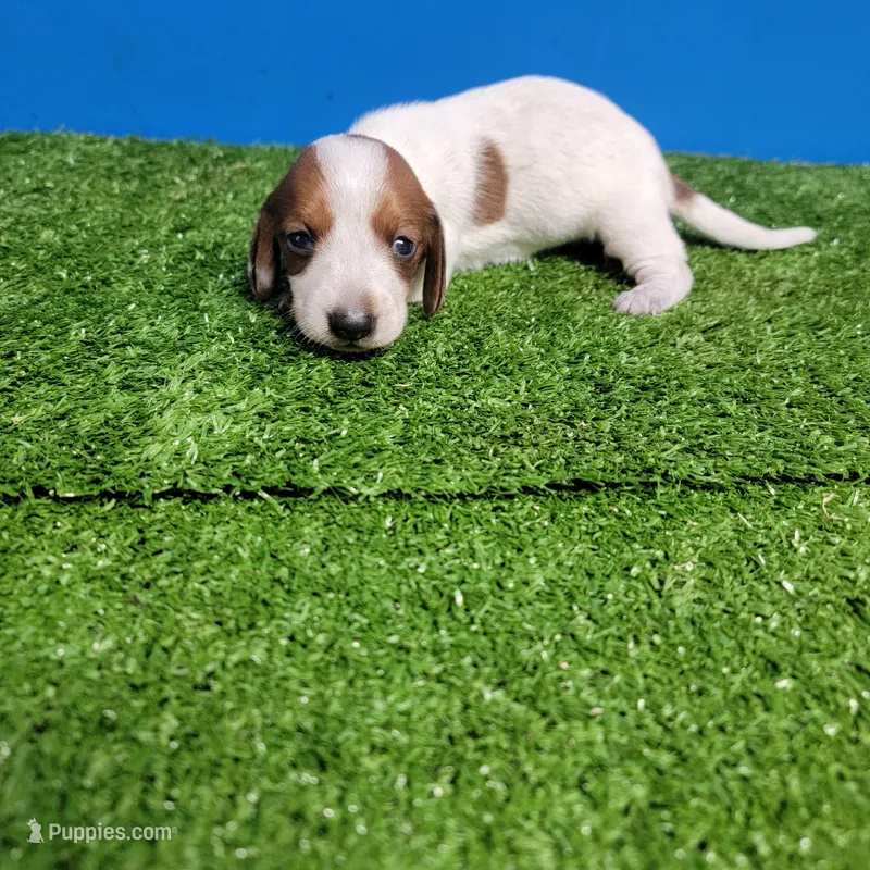 Tan and white  – Miniature Dachshund puppy for sale in Walnut Grove, MS