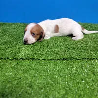 Tan and white , a male Miniature Dachshund for sale in Walnut Grove, MS – Photo 3 of 6