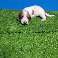 Tan and white , a male Miniature Dachshund for sale in Walnut Grove, MS – Photo 6 of 6