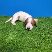 Tan and white , a male Miniature Dachshund for sale in Walnut Grove, MS – Photo 2 of 6