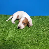 Tan and white , a male Miniature Dachshund for sale in Walnut Grove, MS – Photo 5 of 6