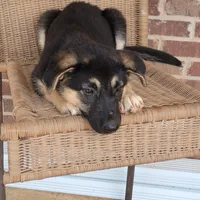 Black-and-tan smooth coat female , a female German Shepherd Dog for sale in Walnut Grove, MS – 10 of 10