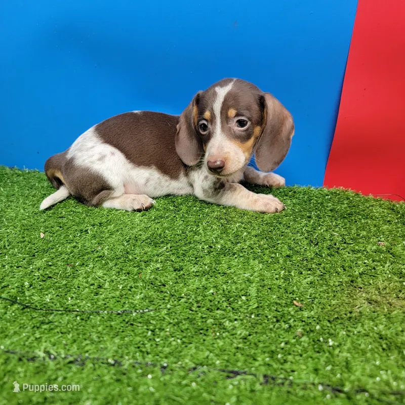 Chocolate and white male 2 – Miniature Dachshund puppy for sale in Walnut Grove, MS
