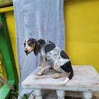 Female 3, a female Bluetick Coonhound for sale in Walnut Grove, MS – 1 of 4