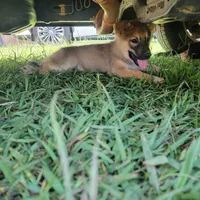 Tan Sable smooth coat male , a female German Shepherd Dog for sale in Walnut Grove, MS – 6 of 7