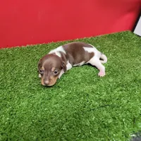 Chocolate and white female , a female Miniature Dachshund for sale in Walnut Grove, MS – 10 of 10