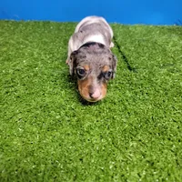 Silver dapple and white male , a male Miniature Dachshund for sale in Walnut Grove, MS – 9 of 9