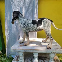 Female 4, a female Bluetick Coonhound for sale in Walnut Grove, MS – 2 of 6