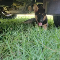 Black-and-tan smooth coat male 2, a male German Shepherd Dog for sale in Walnut Grove, MS – 1 of 10