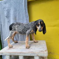 Female 2, a female Bluetick Coonhound for sale in Walnut Grove, MS – 4 of 5