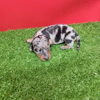 Silver dapple female 3, a female Miniature Dachshund for sale in Walnut Grove, MS – 7 of 9