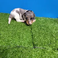 Silver dapple and white male , a male Miniature Dachshund for sale in Walnut Grove, MS – 4 of 9
