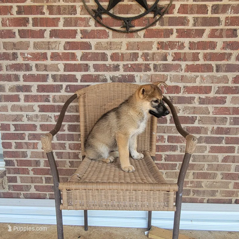 Tan Sable smooth coat male  – German Shepherd Dog puppy for sale in Walnut Grove, MS