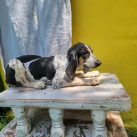 Female 5, a female Bluetick Coonhound for sale in Walnut Grove, MS – 7 of 7
