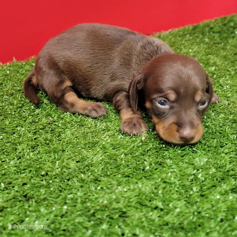 Chocolate and tan female (Dark Chocolate) – Miniature Dachshund puppy for sale in Walnut Grove, MS