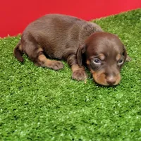 Chocolate and tan female (Dark Chocolate), a female Miniature Dachshund for sale in Walnut Grove, MS – 1 of 6